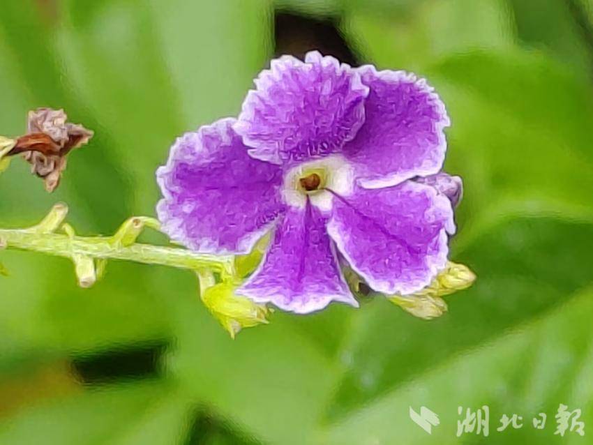巨弘国际手机客户端